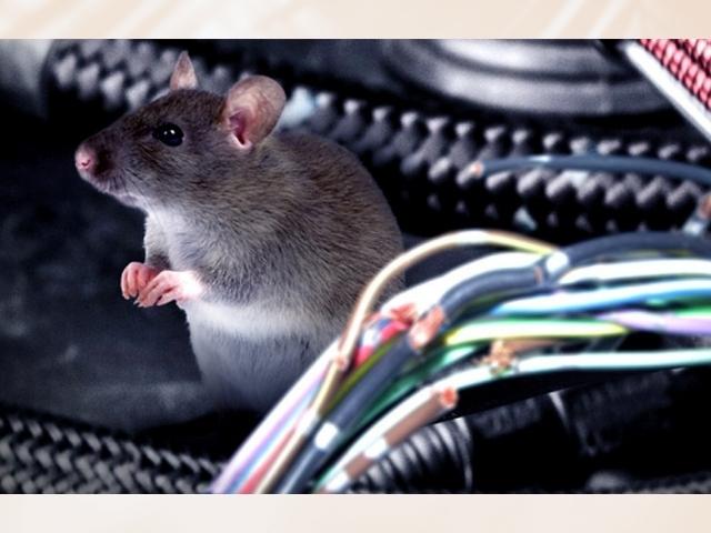 Dấu hiệu nhận biết chuột chui vào xe máy và cách chống hiệu quả
